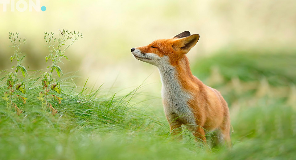 Menghirup Udara Segar untuk Paru-Paru yang Lebih Sehat